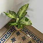El Encanto De Jerez Jerez de la Frontera