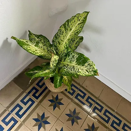 El Encanto De Jerez Jerez de la Frontera